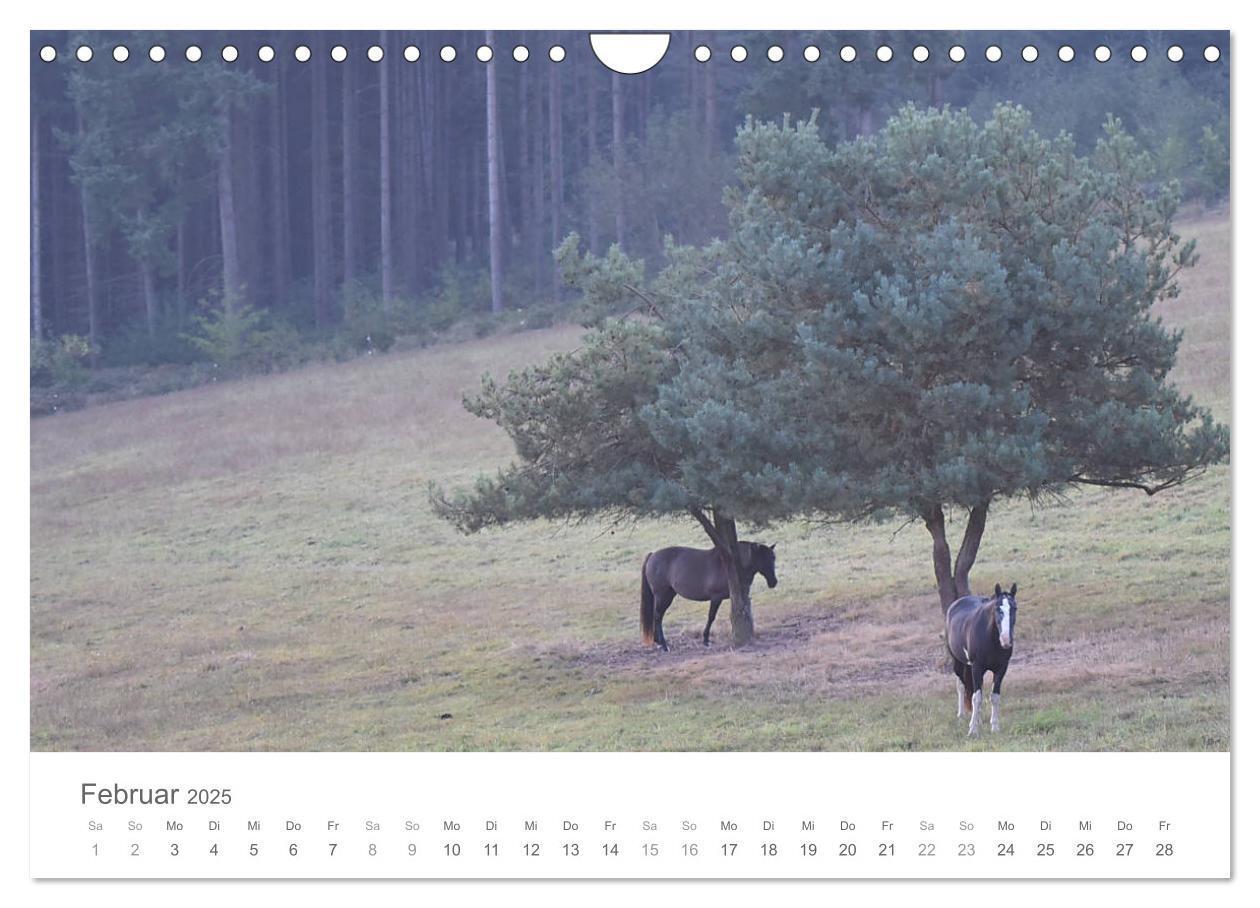 Bild: 9783435420414 | Märchenpferde (Wandkalender 2025 DIN A4 quer), CALVENDO Monatskalender