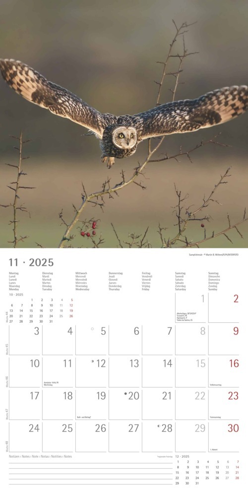 Bild: 4251732340735 | Alpha Edition - Eulen 2025 Broschürenkalender, 30x30cm,...