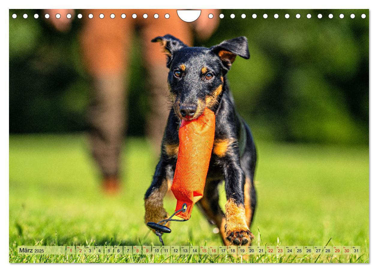 Bild: 9783457190043 | Deutscher Terrier - ein leidenschaftlicher Jäger (Wandkalender 2025...