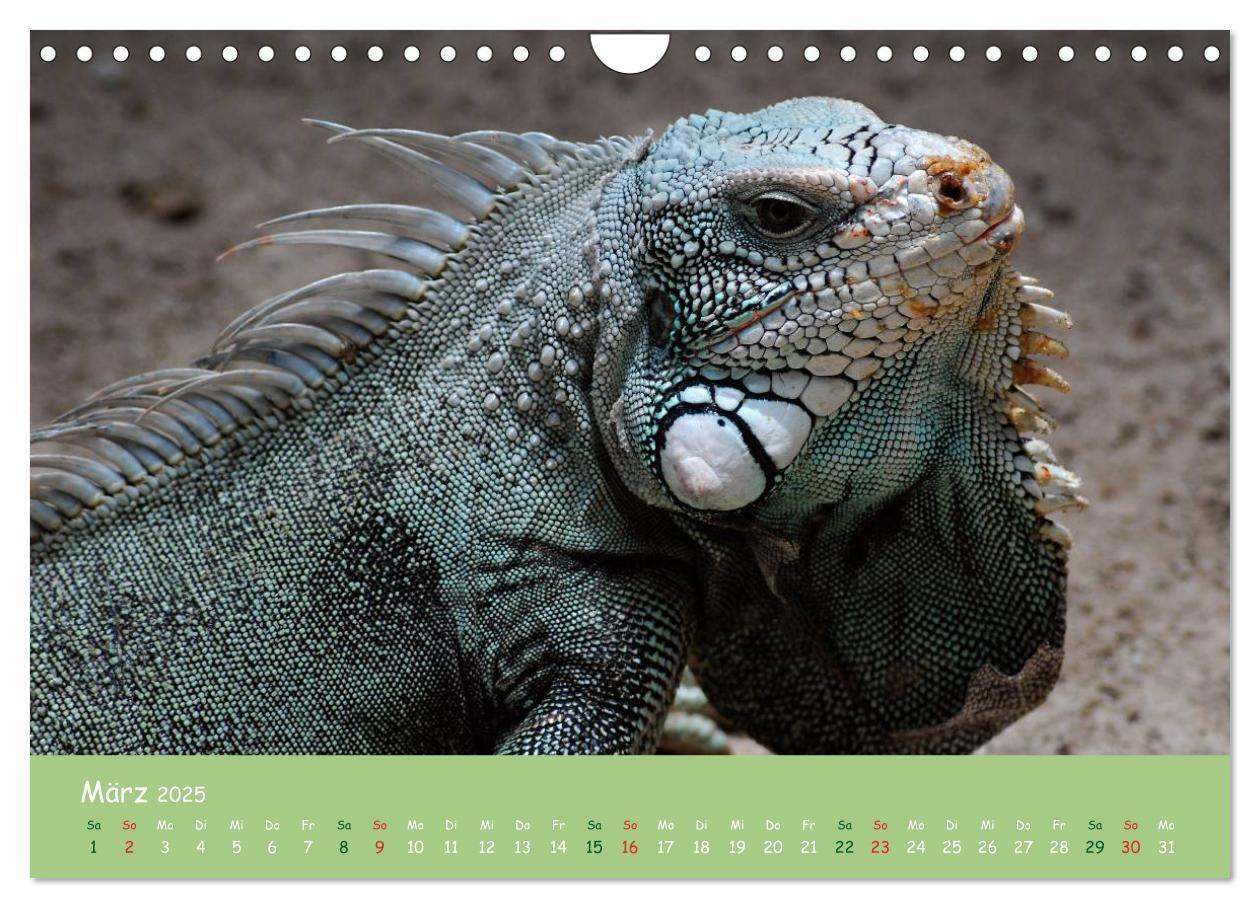 Bild: 9783435658541 | Am Amazonas (Wandkalender 2025 DIN A4 quer), CALVENDO Monatskalender