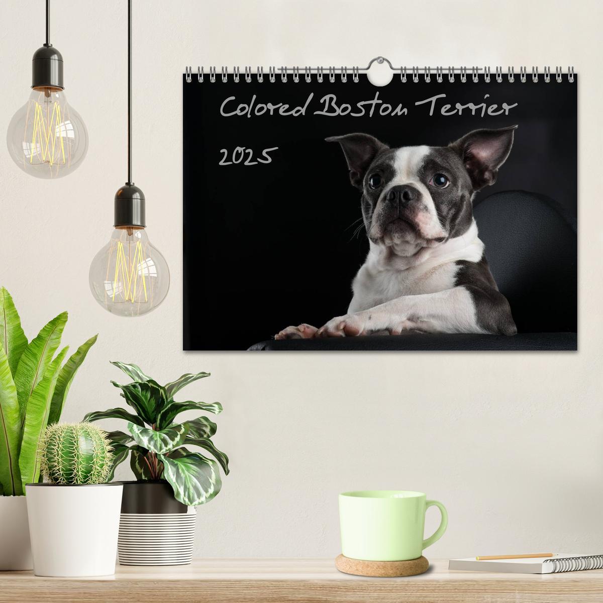 Bild: 9783435614318 | Colored Boston Terrier 2025 (Wandkalender 2025 DIN A4 quer),...