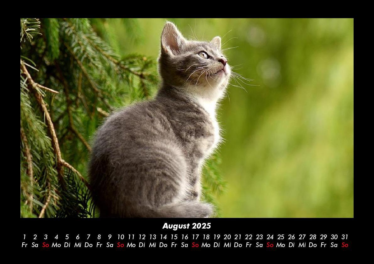 Bild: 9783755979449 | Katzen 2025 Fotokalender DIN A3 | Tobias Becker | Kalender | Kalender