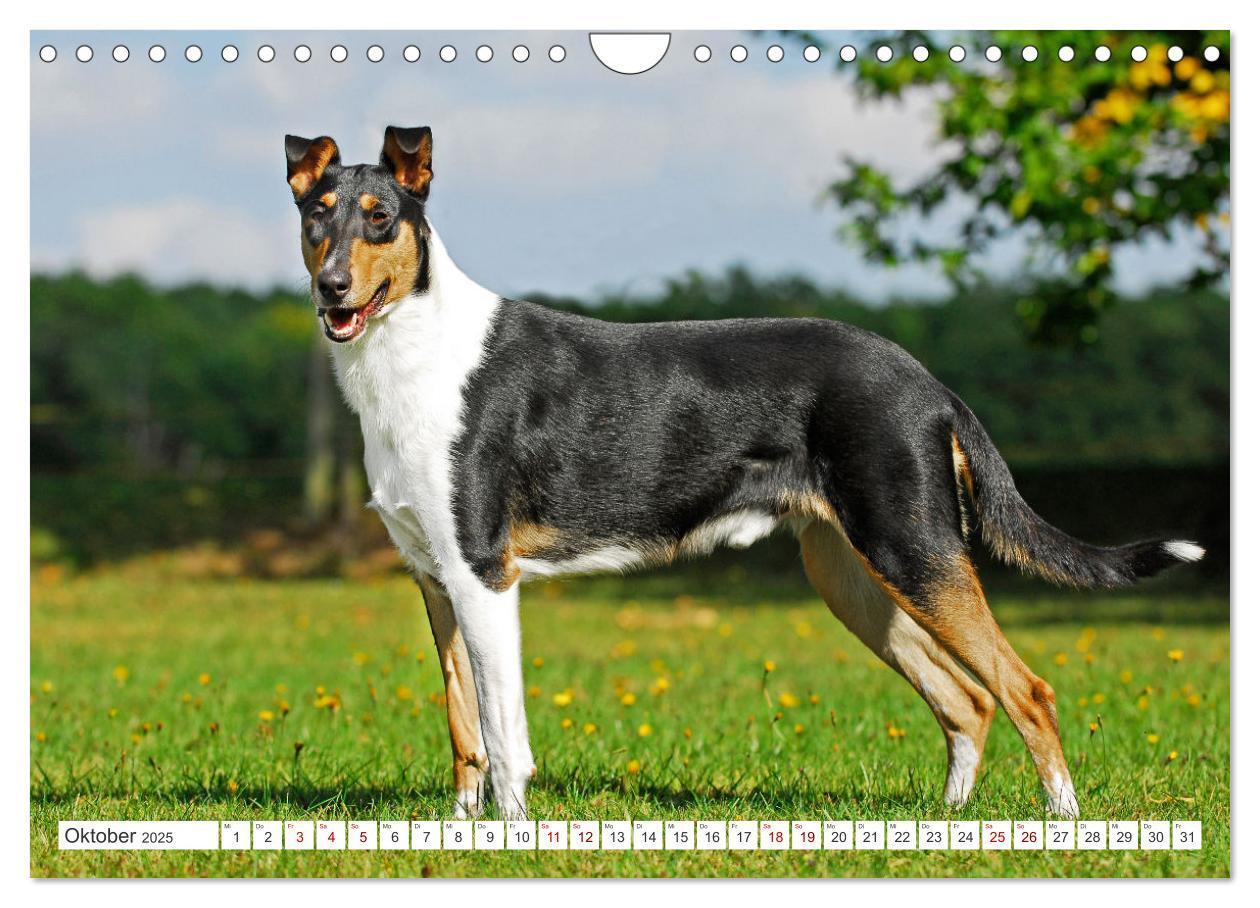 Bild: 9783457153178 | Ein Freund fürs Leben - Smooth Collie (Wandkalender 2025 DIN A4...