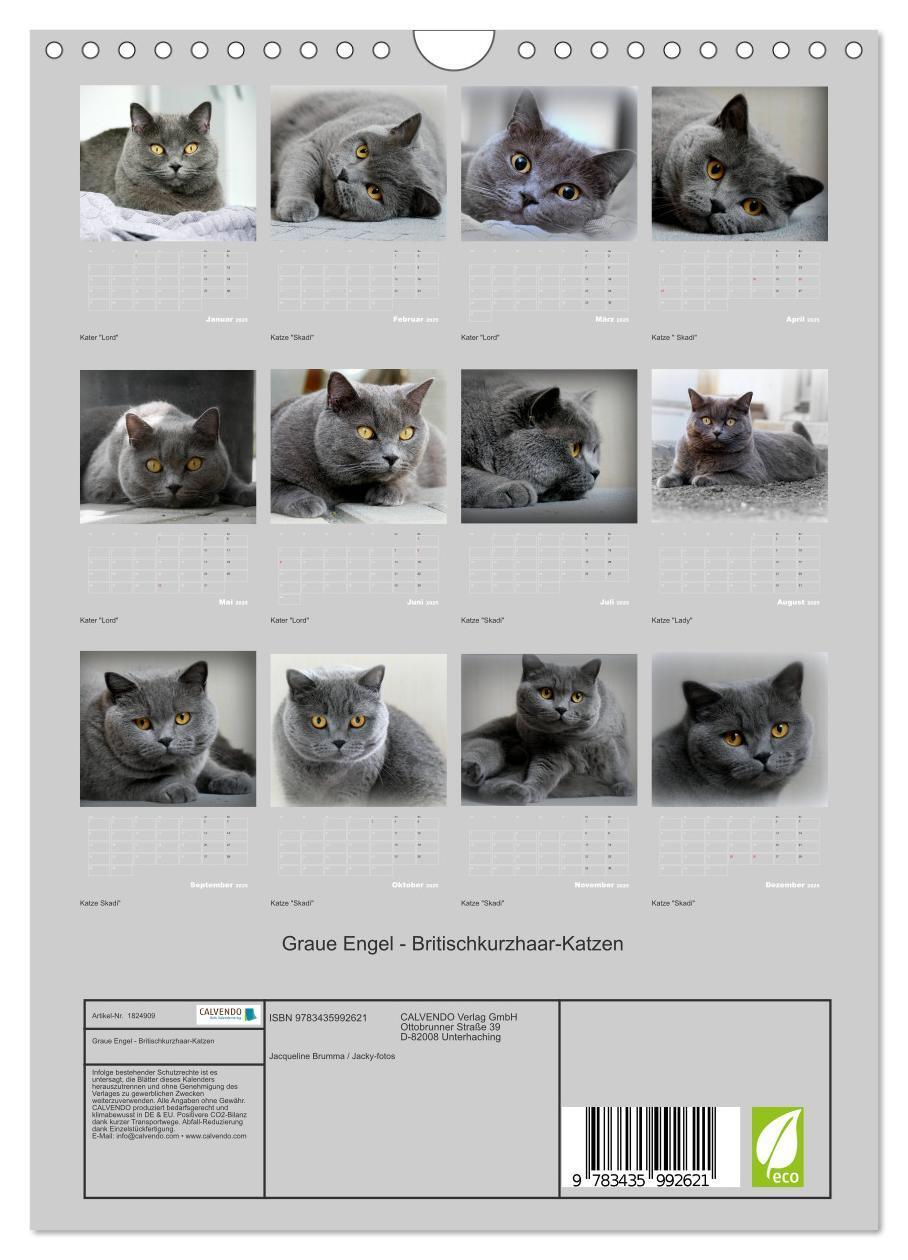 Bild: 9783435992621 | Graue Engel - Britischkurzhaar-Katzen (Wandkalender 2025 DIN A4...