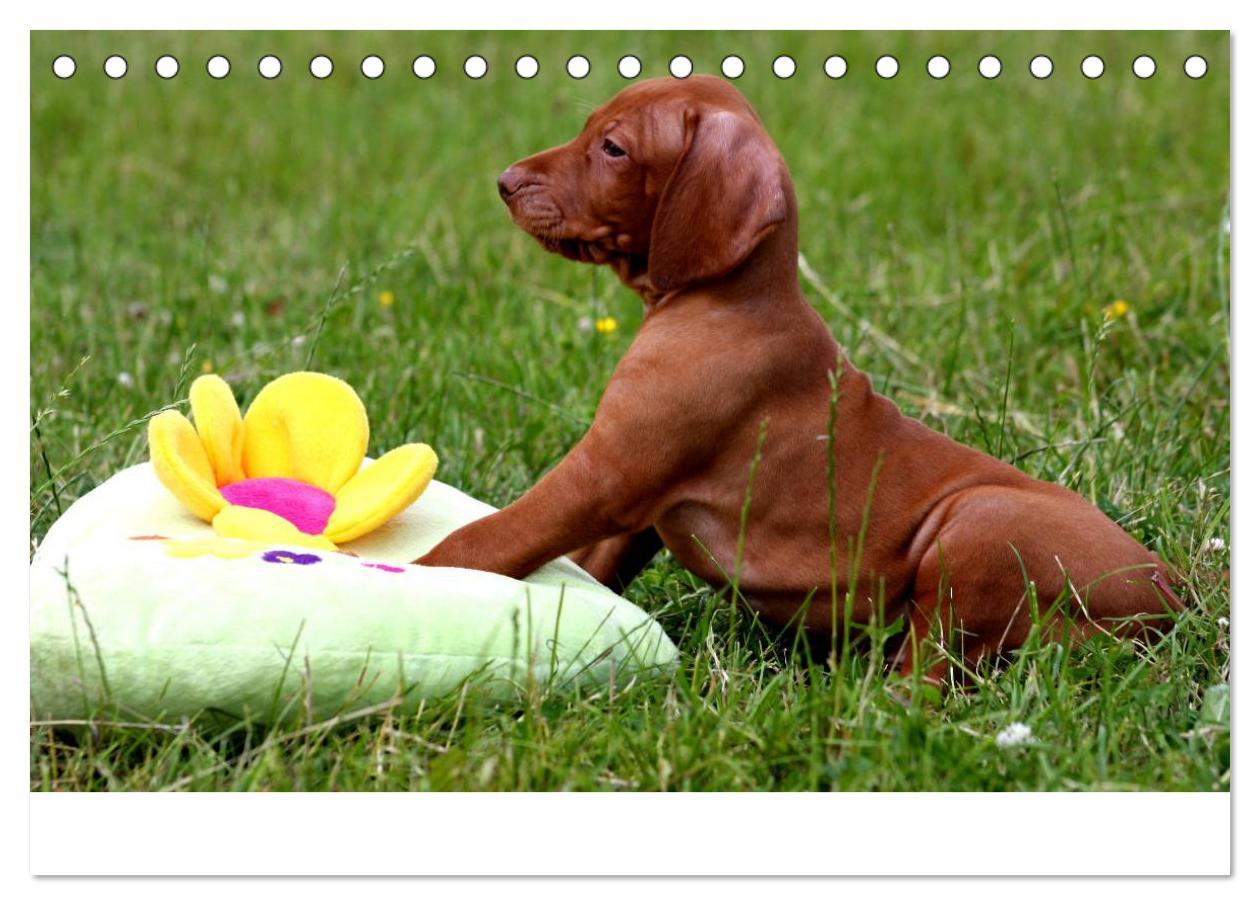 Bild: 9783435765348 | Magyar Vizsla Welpen (Tischkalender 2025 DIN A5 quer), CALVENDO...