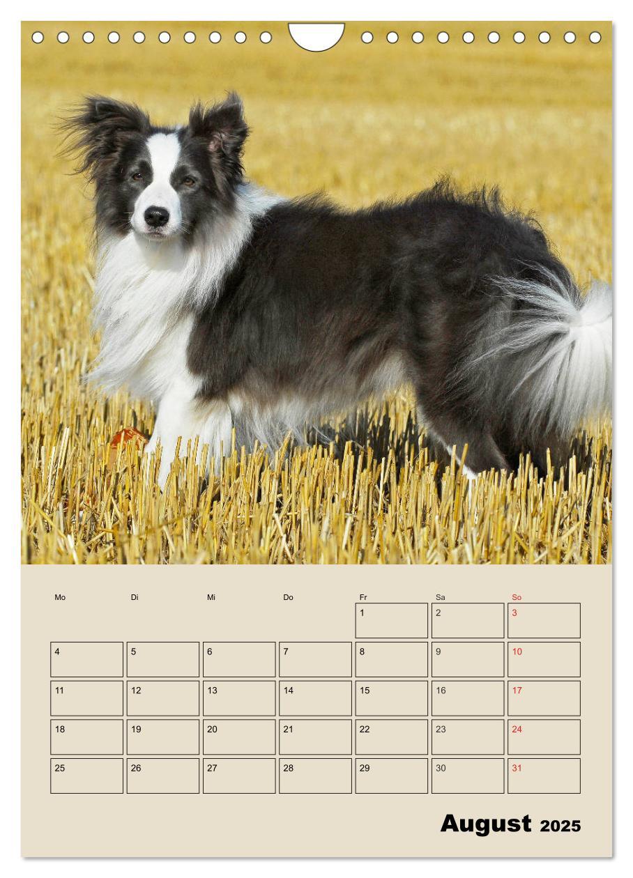 Bild: 9783435959617 | Border Collie - Ein Familienplaner (Wandkalender 2025 DIN A4 hoch),...