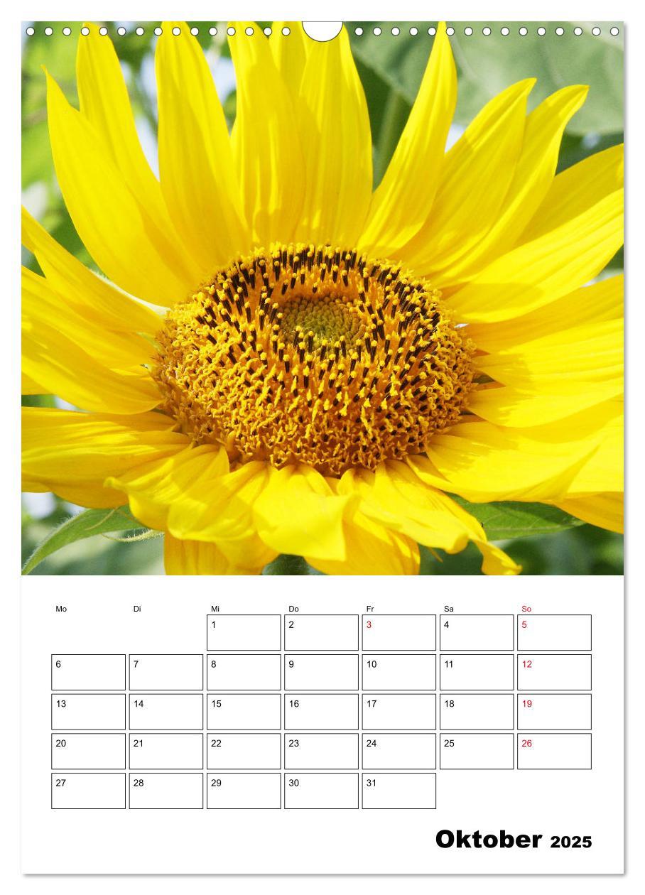 Bild: 9783435970483 | Leuchtende Sonnenblumen (Wandkalender 2025 DIN A3 hoch), CALVENDO...