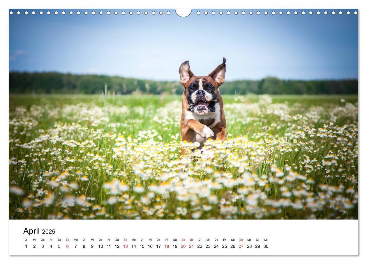 Bild: 9783435614196 | Deutscher Boxer (Wandkalender 2025 DIN A3 quer), CALVENDO...