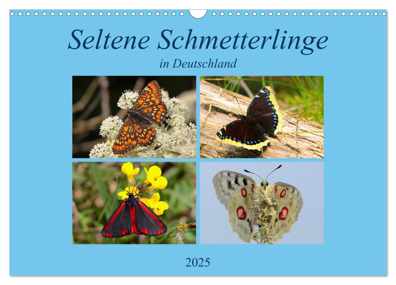 Cover: 9783435368600 | Seltene Schmetterlinge in Deutschland (Wandkalender 2025 DIN A3...