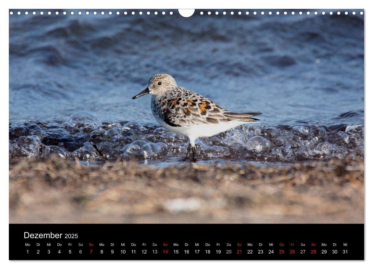 Bild: 9783435512737 | Limikolen Watvögel auf dem Zug (Wandkalender 2025 DIN A3 quer),...