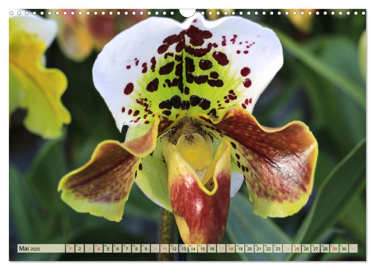 Bild: 9783383765087 | Beliebte Orchideen (Wandkalender 2025 DIN A3 quer), CALVENDO...