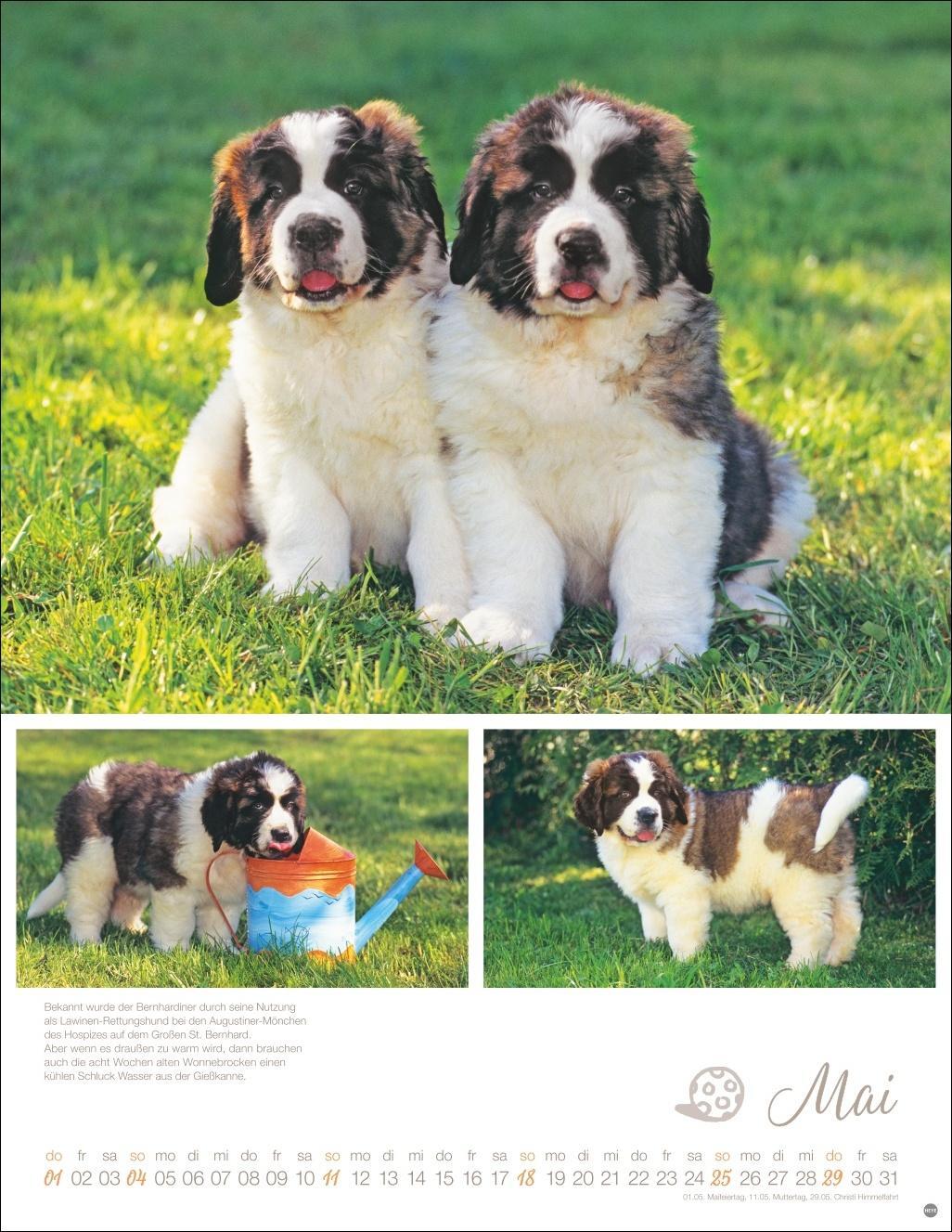 Bild: 9783756405329 | Hundekinder Posterkalender 2025 | Kalender | Spiralbindung | 14 S.