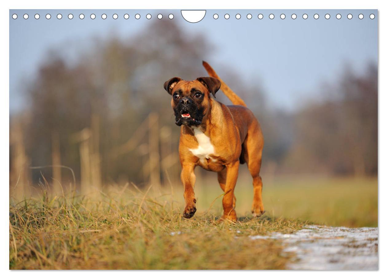 Bild: 9783435412235 | Gut - besser - Boxer (Wandkalender 2025 DIN A4 quer), CALVENDO...