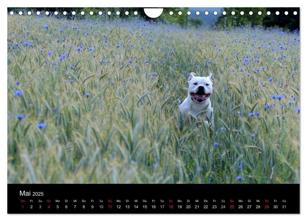 Bild: 9783435656707 | American Bulldog - stolz, loyal, einzigartig (Wandkalender 2025 DIN...