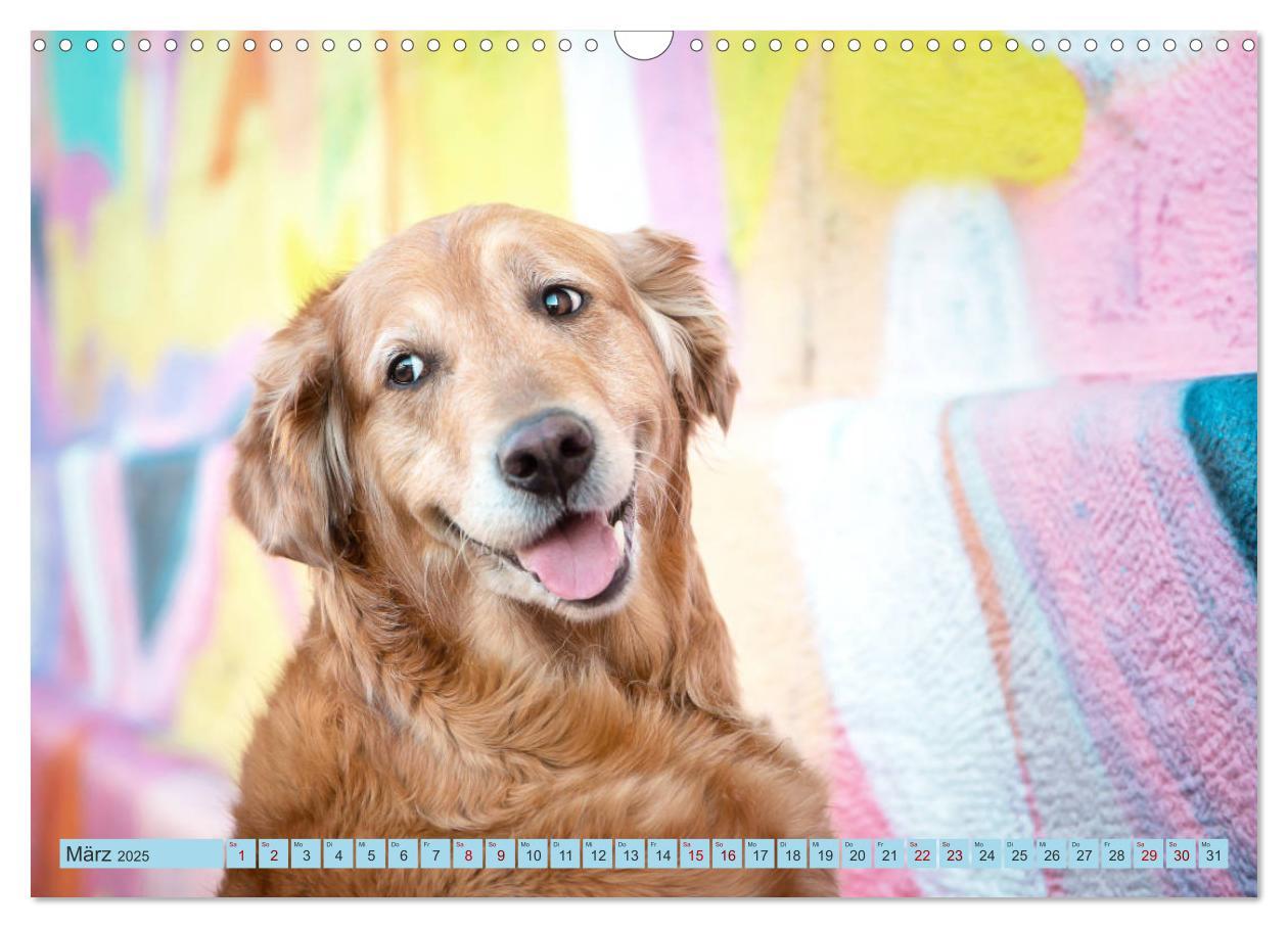 Bild: 9783435178087 | Golden Retriever Hailey Fotokalender (Wandkalender 2025 DIN A3...