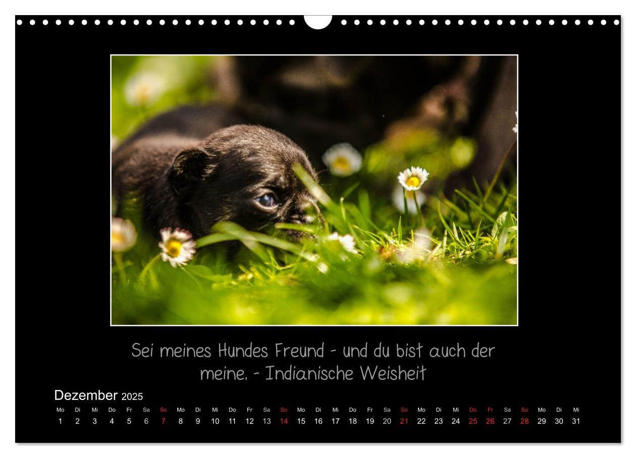 Bild: 9783435713288 | Möpse 2025 (Wandkalender 2025 DIN A3 quer), CALVENDO Monatskalender