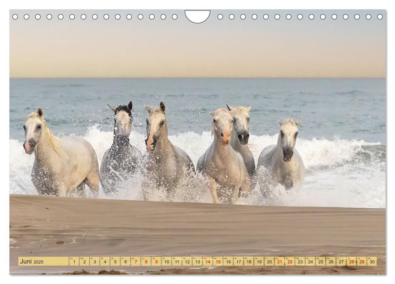 Bild: 9783383828287 | Die wilden Pferde der Camargue (Wandkalender 2025 DIN A4 quer),...