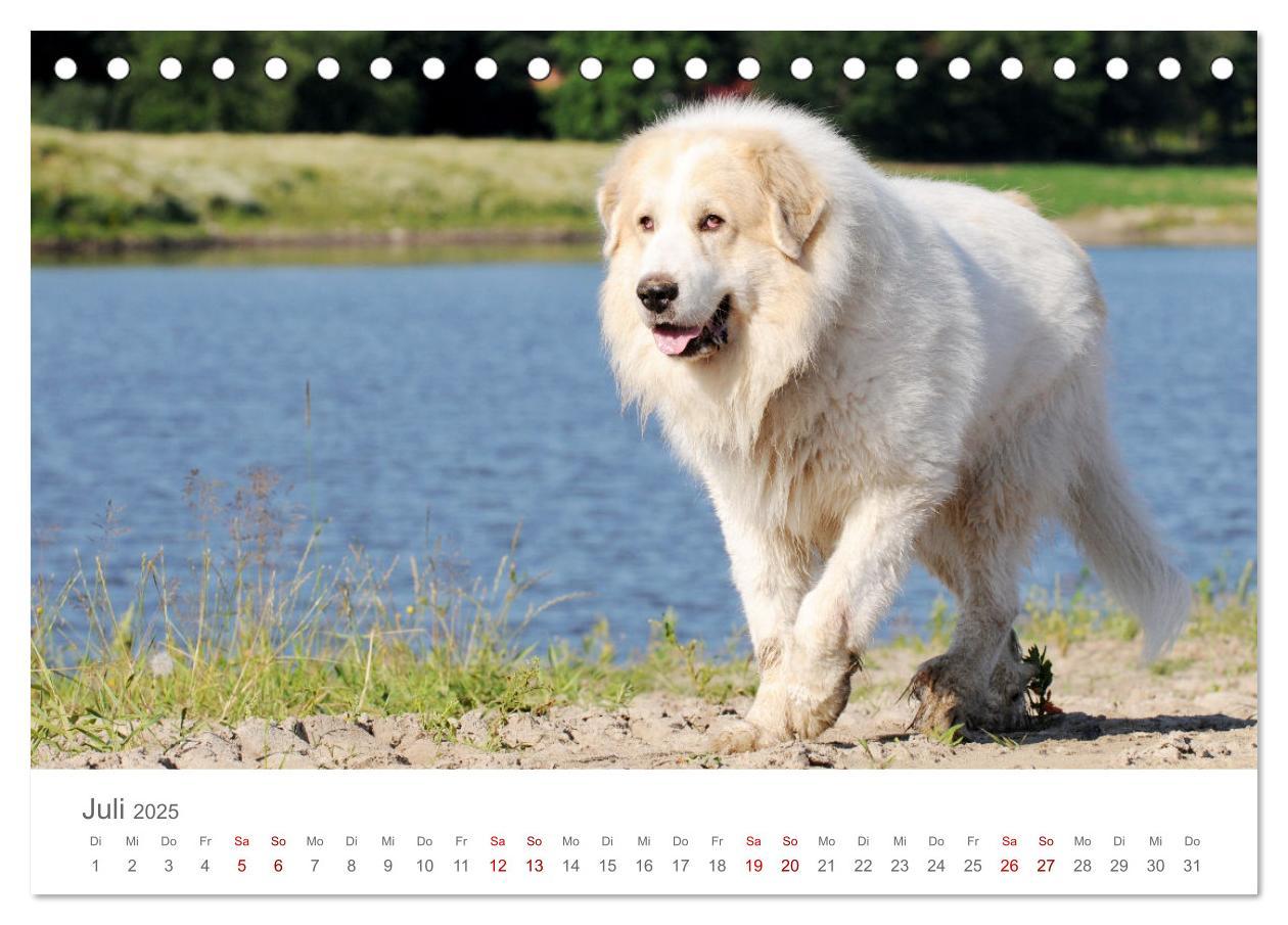 Bild: 9783435044719 | Pyrenäenberghunde (Tischkalender 2025 DIN A5 quer), CALVENDO...