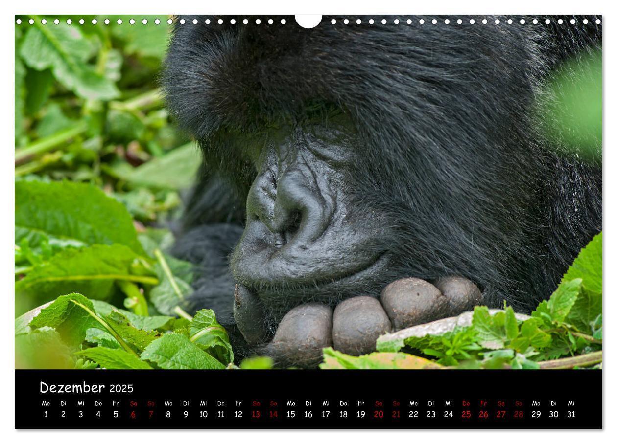 Bild: 9783435119387 | Berggorillas: die bedrohten Riesen (Wandkalender 2025 DIN A3 quer),...