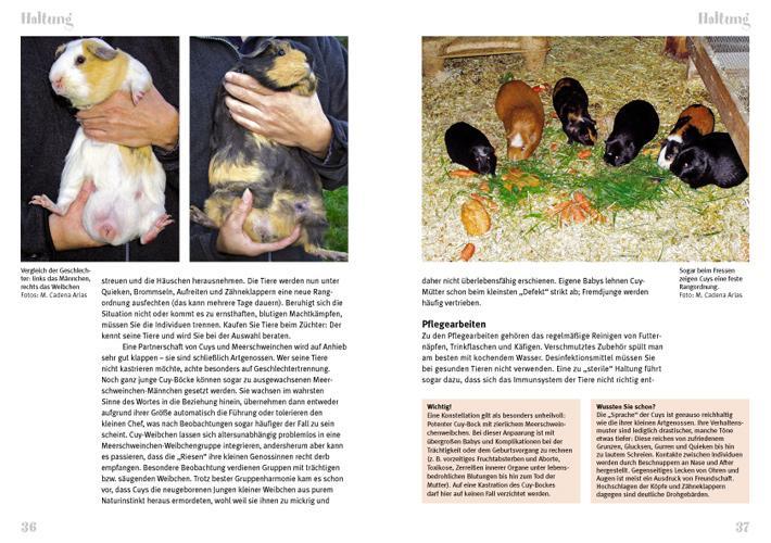 Bild: 9783866590502 | Cuys - Riesenmeerschweinchen | Art für Art | Marta Cadena Arius | Buch