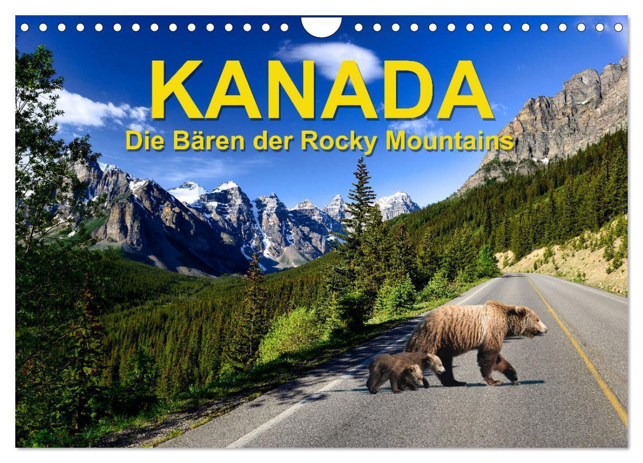 Cover: 9783383855955 | KANADA - Die Bären der Rocky Mountains (Wandkalender 2025 DIN A4...