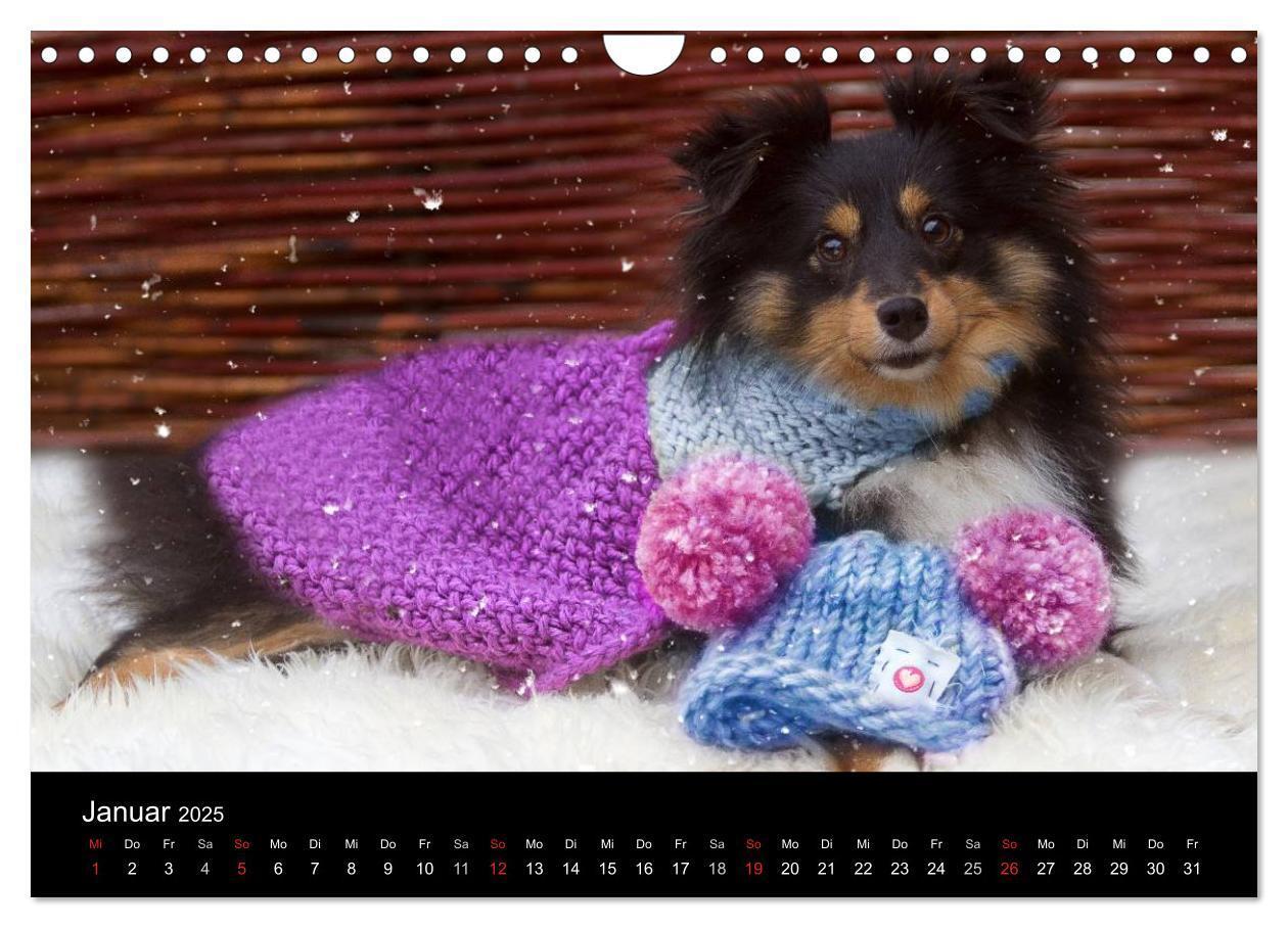 Bild: 9783435606795 | Wir lieben Shelties (Wandkalender 2025 DIN A4 quer), CALVENDO...