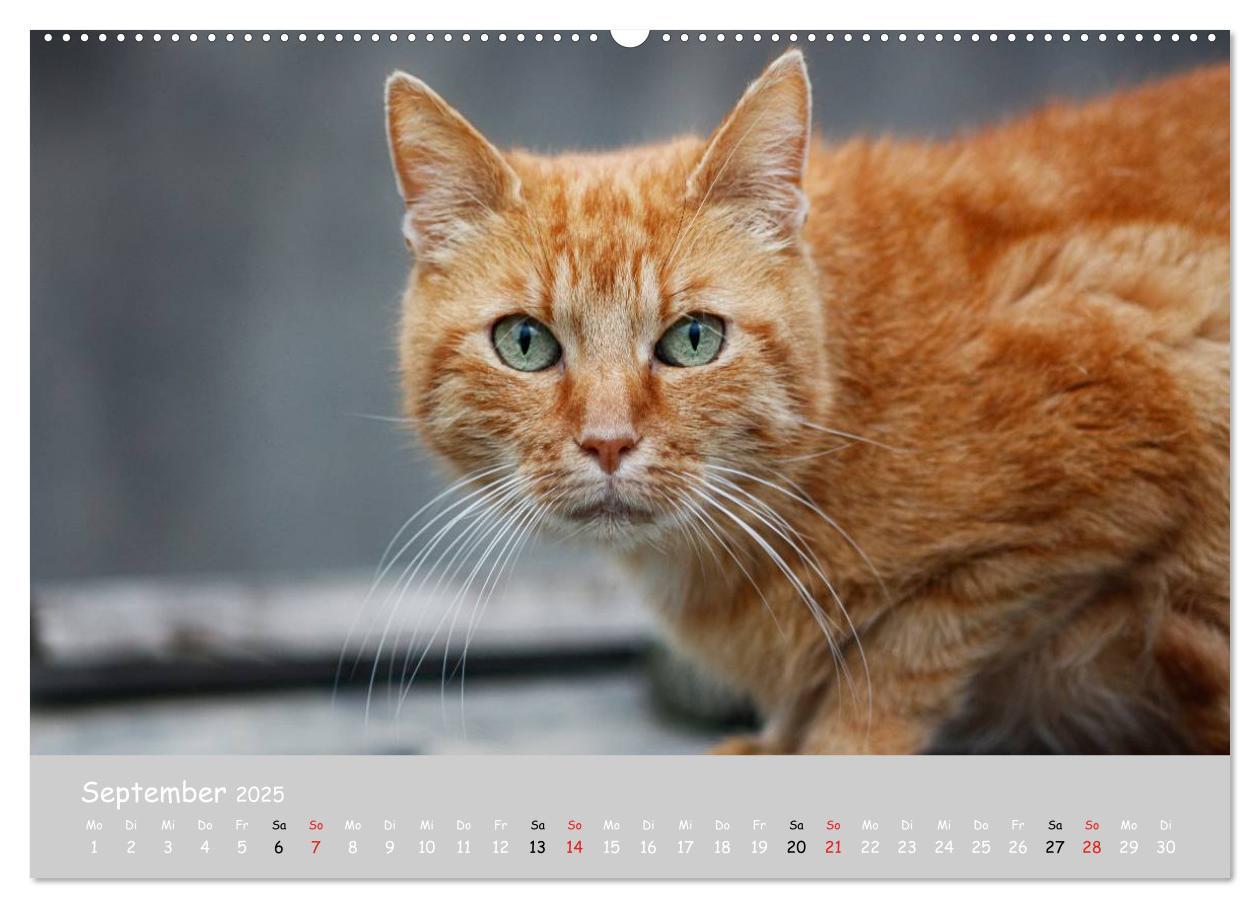 Bild: 9783435784752 | Katzen des Südens (hochwertiger Premium Wandkalender 2025 DIN A2...