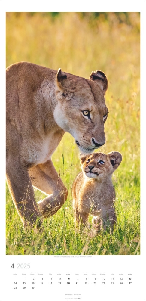 Bild: 9783839900239 | Big Cats Kalender 2025 | Kalender | Spiralbindung | 14 S. | Deutsch