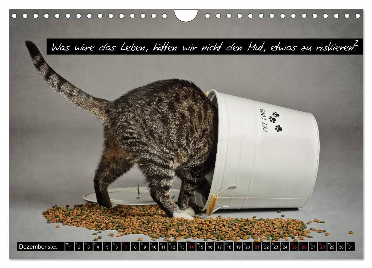 Bild: 9783435620708 | Der "philosophische" Katzenkalender 2025 (Wandkalender 2025 DIN A4...