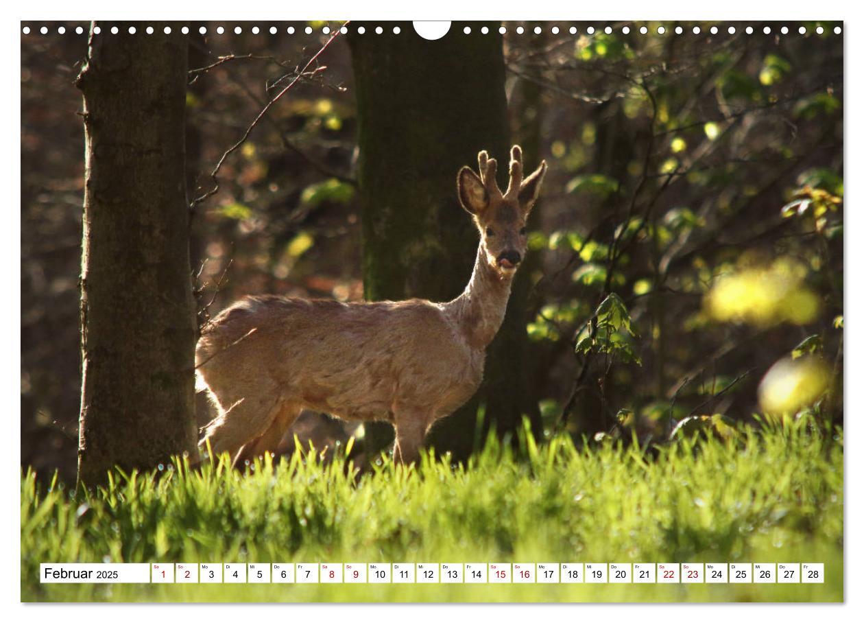 Bild: 9783435342730 | Anmut mit sanften Augen - Rehwild in der freien Natur (Wandkalender...