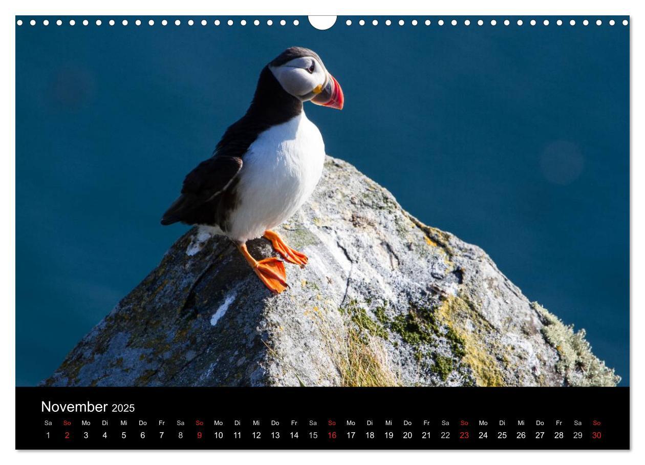 Bild: 9783435815258 | Papageientaucher (Wandkalender 2025 DIN A3 quer), CALVENDO...