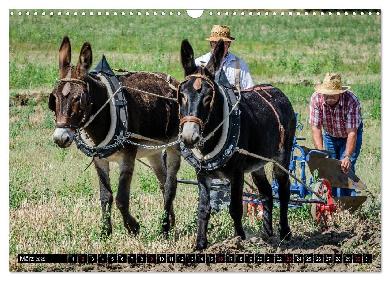 Bild: 9783435641154 | Landwirtschaft - Bilder von einst (Wandkalender 2025 DIN A3 quer),...