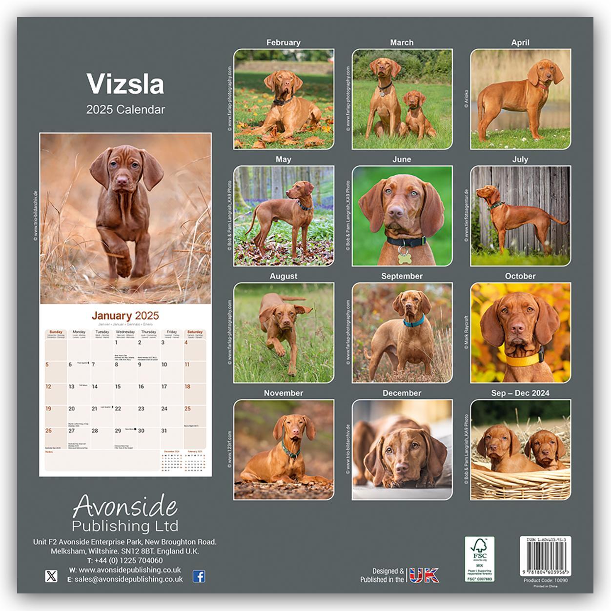 Rückseite: 9781804603956 | Vizsla - Ungarische Vorstehhunde 2025 - 16-Monatskalender | Ltd | 2025