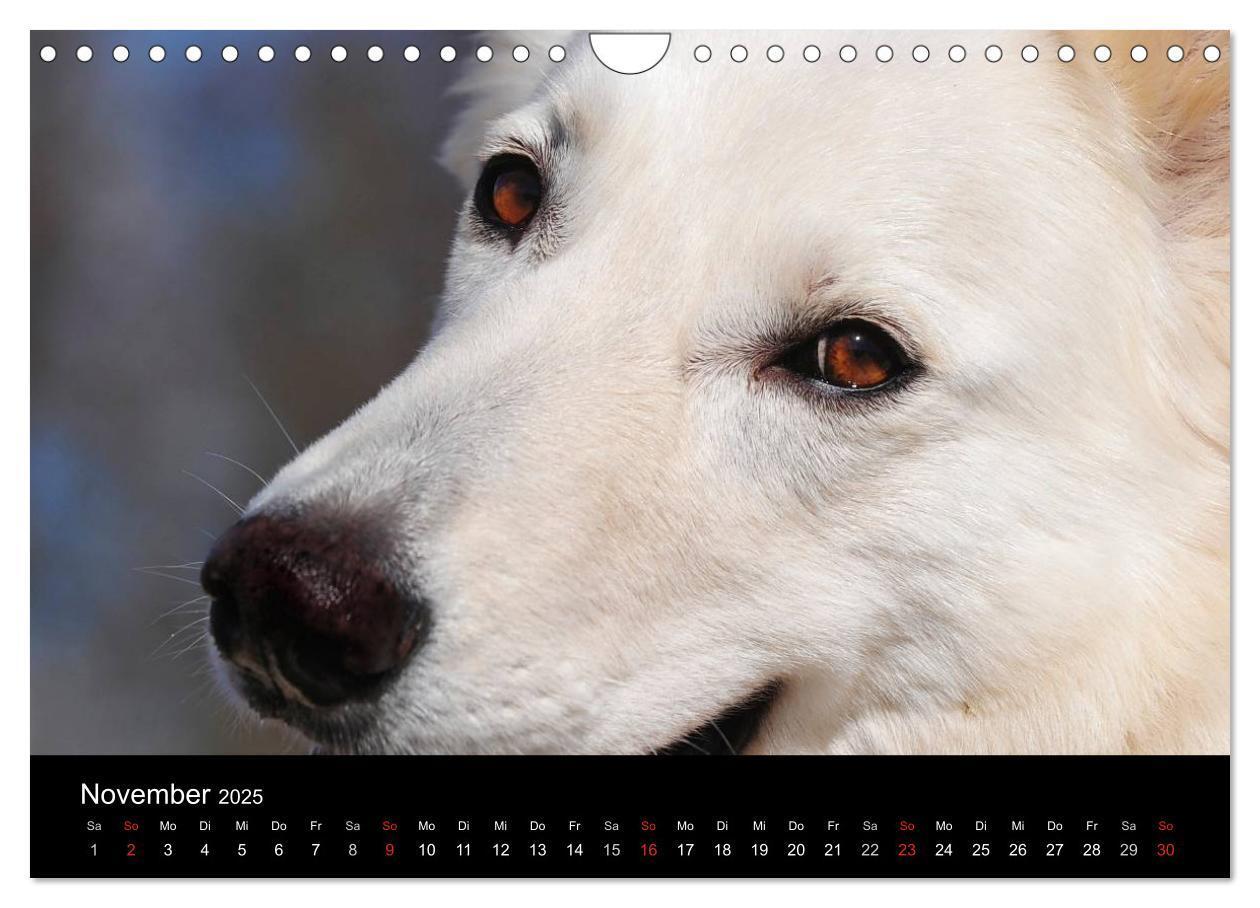 Bild: 9783435765928 | Weißer Schweizer Schäferhund (Wandkalender 2025 DIN A4 quer),...