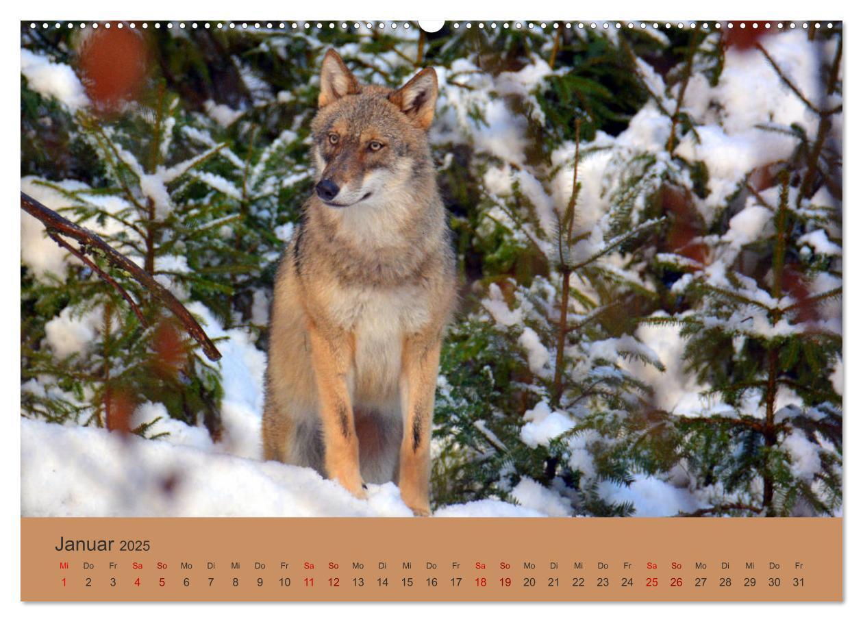 Bild: 9783435392995 | Begegnungen DER WOLF (Wandkalender 2025 DIN A2 quer), CALVENDO...