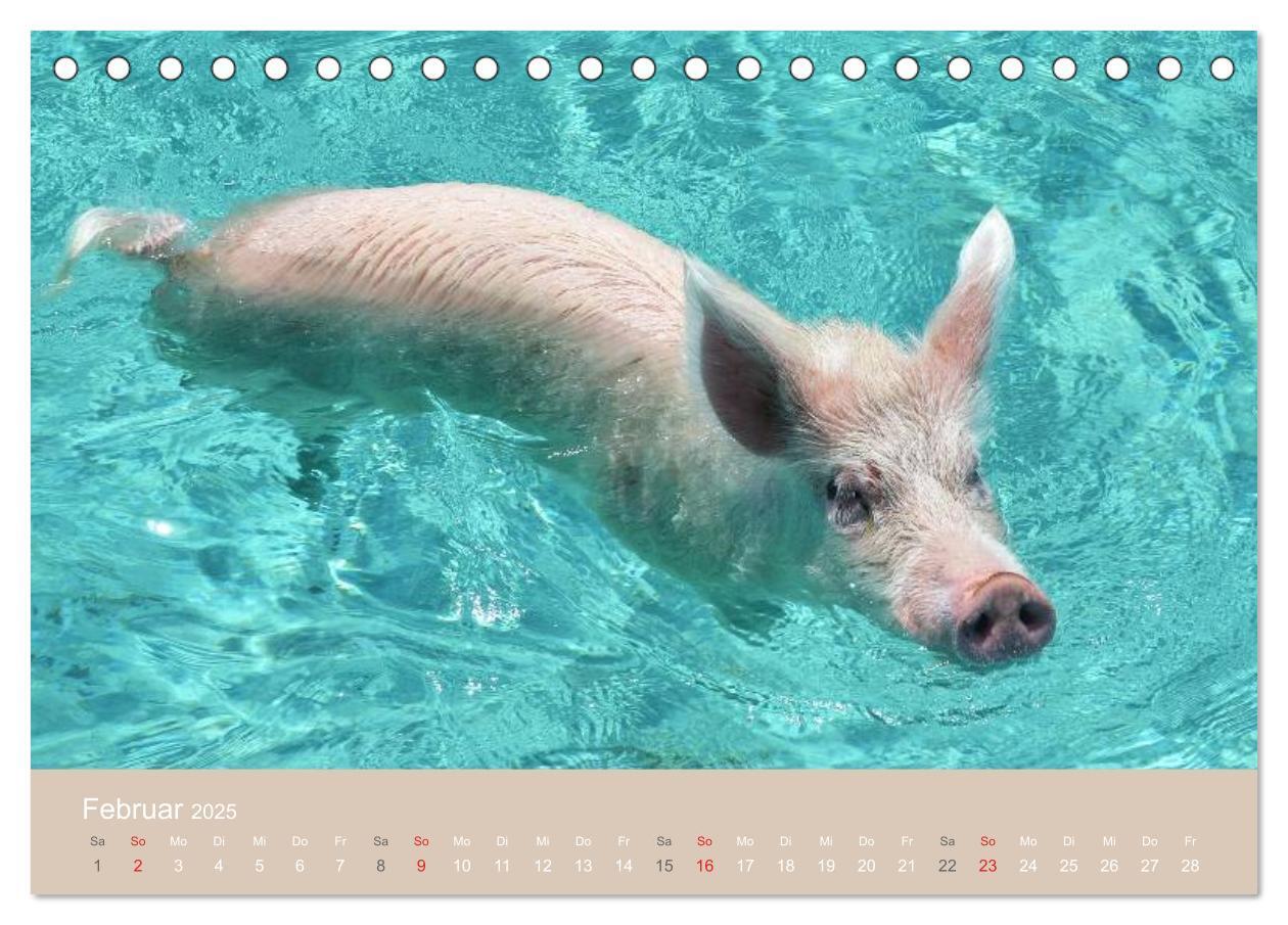 Bild: 9783435738816 | Schwimmende Schweine auf den Bahamas! (Tischkalender 2025 DIN A5...