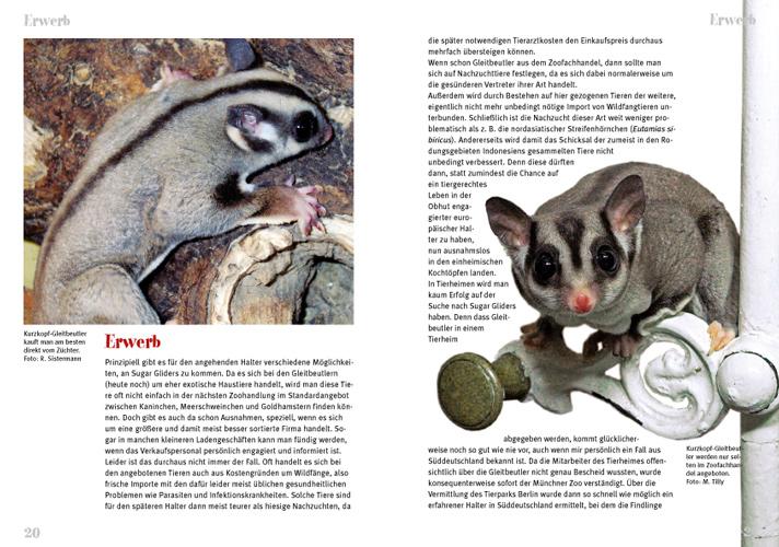 Bild: 9783866590458 | Der Sugar Glider | Art für Art | Peter Puschmann | Taschenbuch | 64 S.