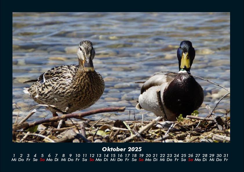 Bild: 9783755990550 | Enten 2025 Fotokalender DIN A4 | Tobias Becker | Kalender | Kalender