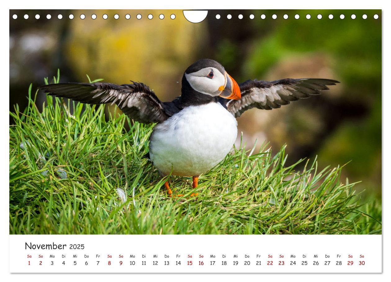 Bild: 9783383938412 | Die Welt der Papageientaucher - Islands Wildvögel (Wandkalender...