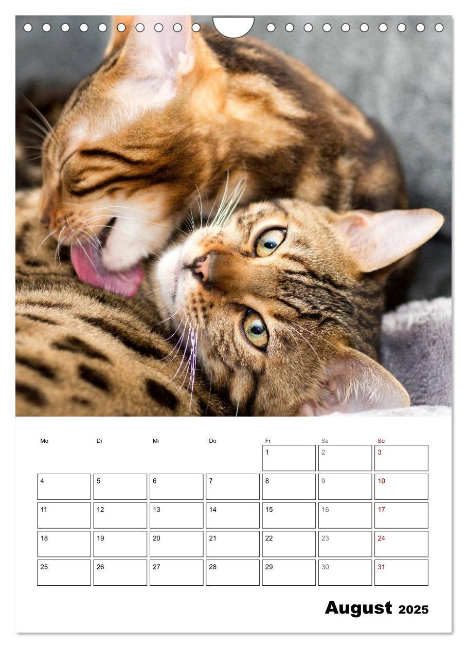 Bild: 9783435993314 | Bengalen - verschmust und abenteuerlustig (Wandkalender 2025 DIN A4...