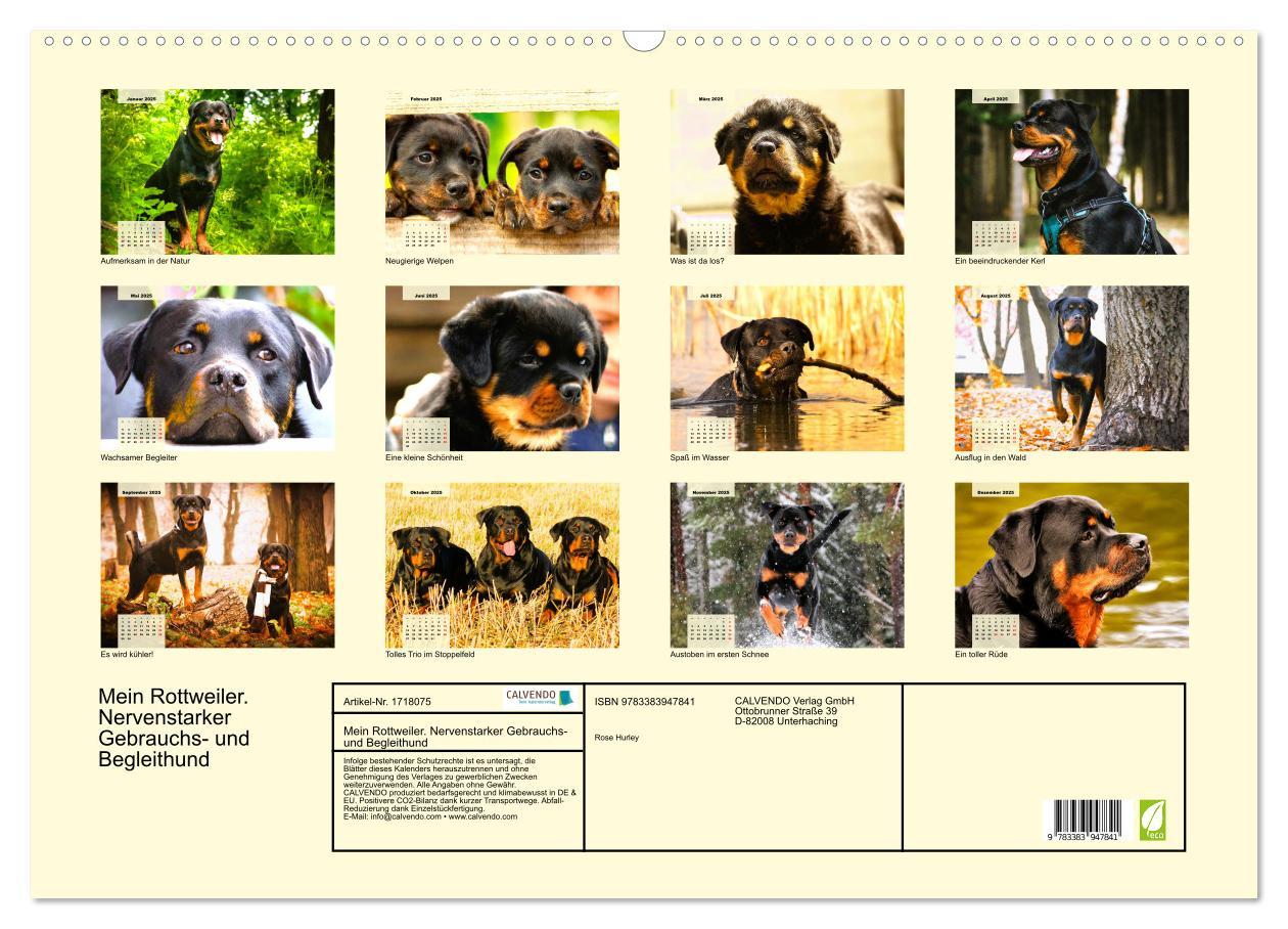 Bild: 9783383947841 | Mein Rottweiler. Nervenstarker Gebrauchs- und Begleithund...