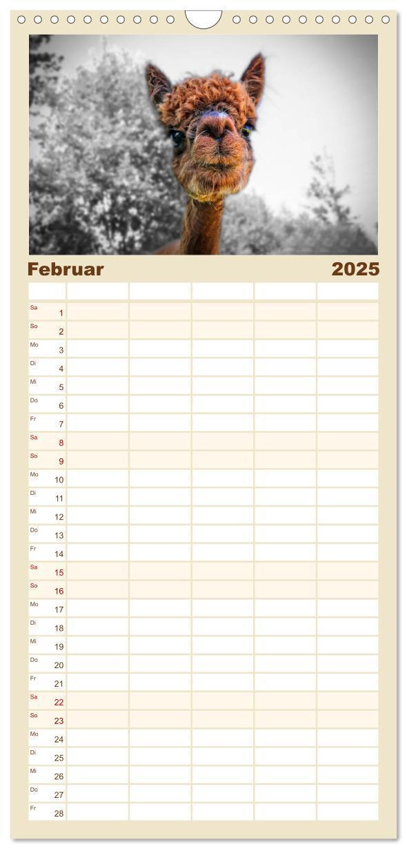 Bild: 9783457116159 | Familienplaner 2025 - Alpaka Gesichter mit 5 Spalten (Wandkalender,...