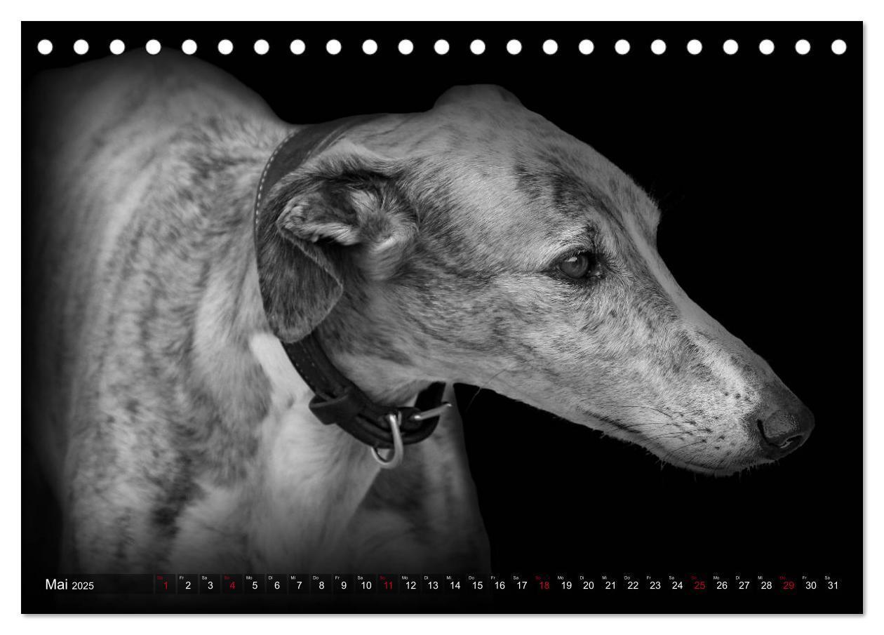 Bild: 9783383824036 | Galgo Español - der spanische Windhund 2025 (Tischkalender 2025 DIN...