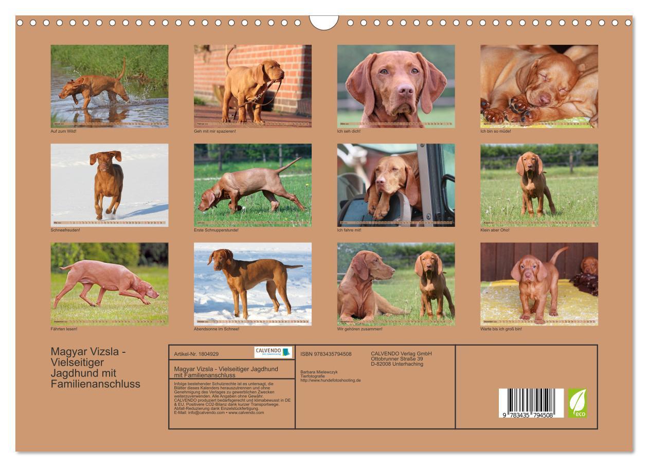 Bild: 9783435794508 | Magyar Vizsla - Vielseitiger Jagdhund mit Familienanschluss...