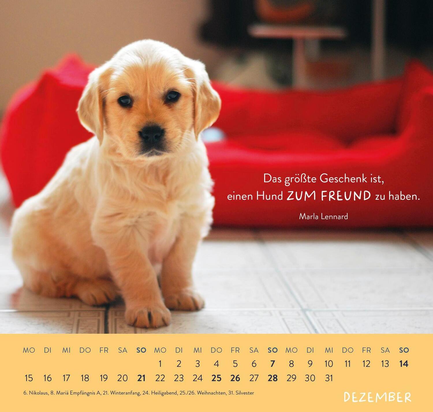 Bild: 4036442011867 | Wandkalender 2025: Für Hundefreunde | Groh Verlag | Kalender | 12 S.