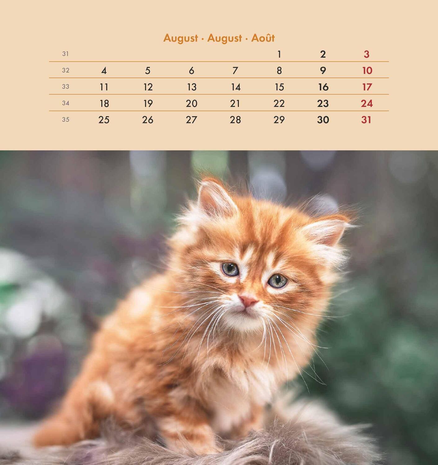 Bild: 4251732342296 | Schmusekatzen 2025 - Postkartenkalender 16x17 cm - Katzen - zum...