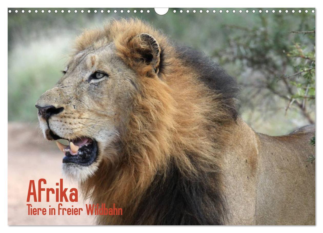 Cover: 9783435493722 | Afrika. Tiere in freier Wildbahn (Wandkalender 2025 DIN A3 quer),...