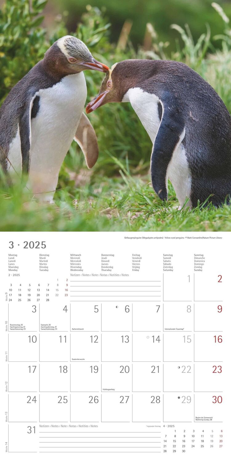 Bild: 4251732343101 | Pinguine 2025 - Broschürenkalender 30x30 cm (30x60 geöffnet) -...