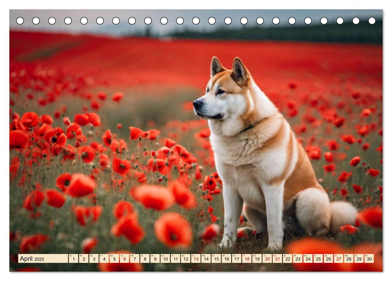 Bild: 9783457071731 | Akita Inu - Inbegriff der Treue (Tischkalender 2025 DIN A5 quer),...