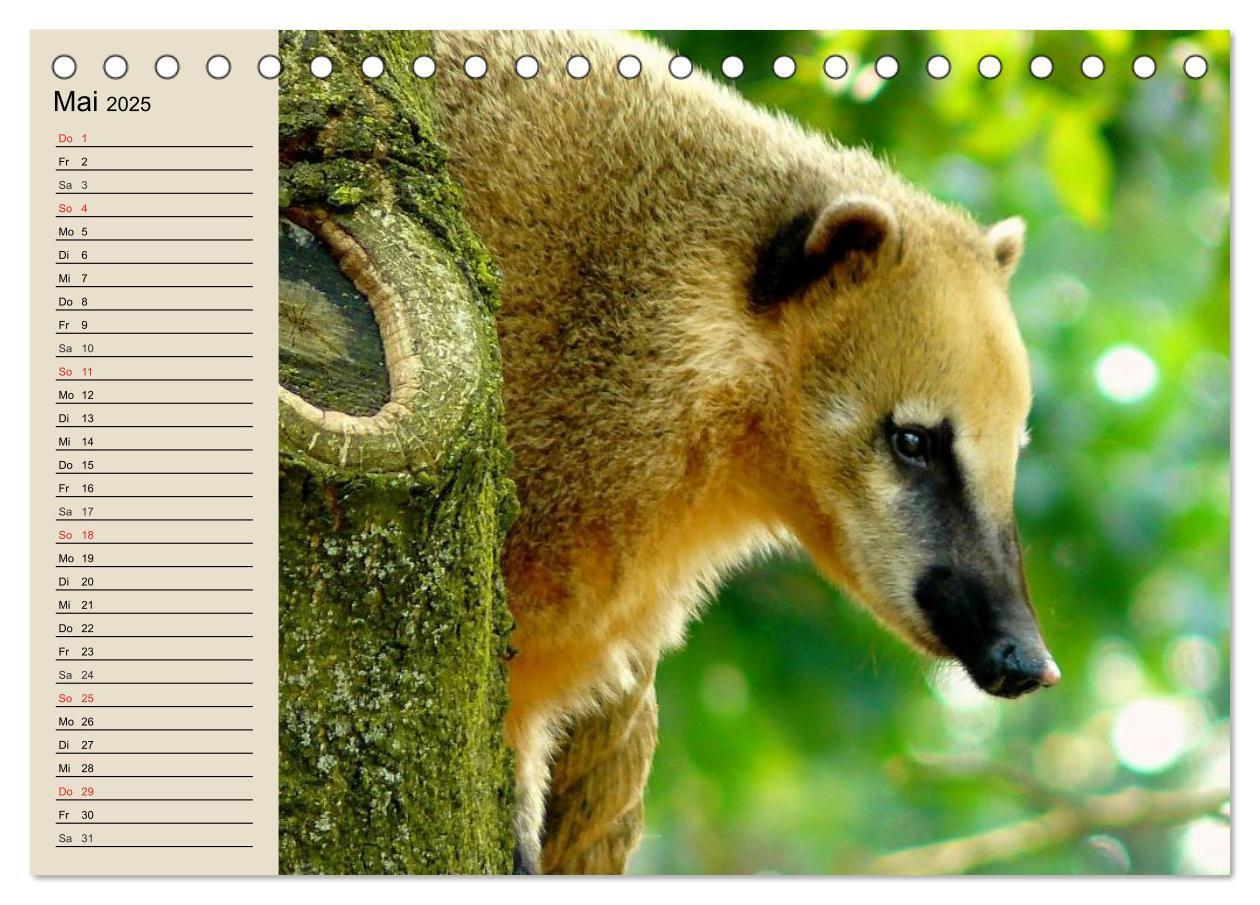 Bild: 9783435525263 | Regenwald. Tiere im Dschungel (Tischkalender 2025 DIN A5 quer),...